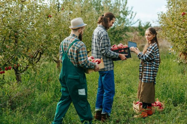 Trzy osoby w roboczych strojach zbierają jabłka w sadzie